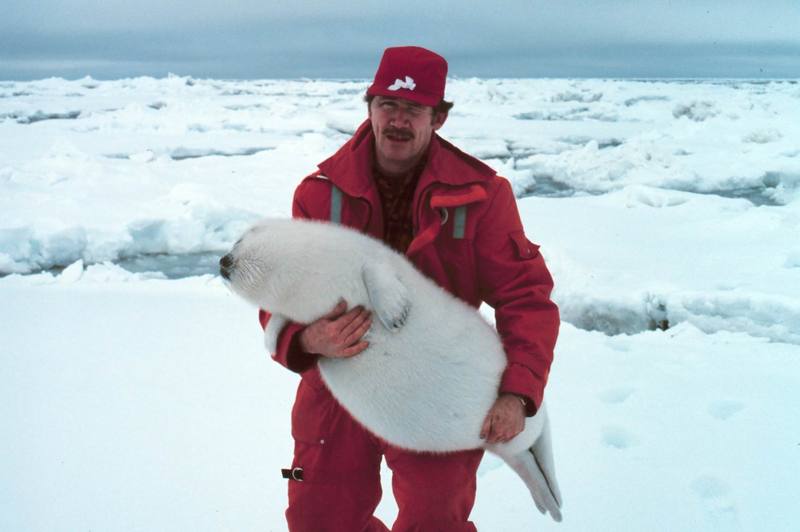 Ribbon Seal pup (Phoca fasciata) {!--흰띠박이물범-->; DISPLAY FULL IMAGE.