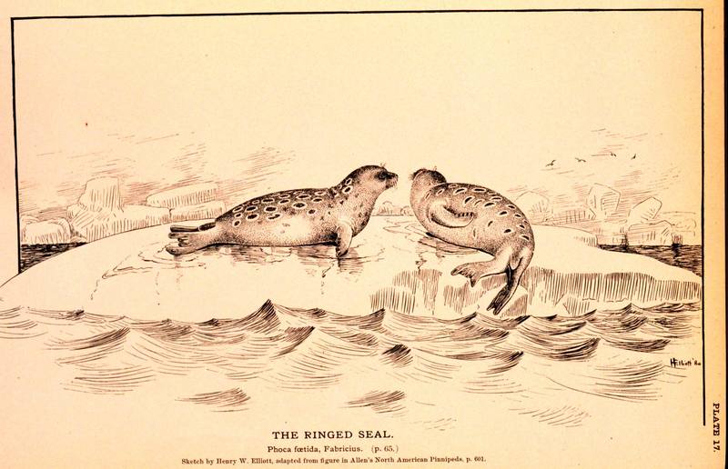 Ringed Seal illust (Phoca hispida) {!--고리무늬물범(반달바다표범)-->; DISPLAY FULL IMAGE.