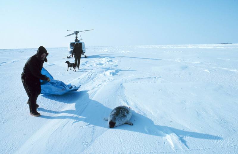 Ringed Seal (Phoca hispida) {!--고리무늬물범(반달바다표범)-->; DISPLAY FULL IMAGE.