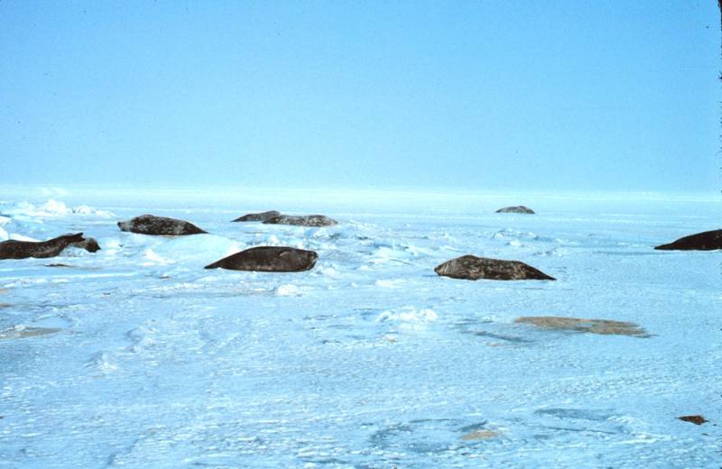 Weddell Seal group (Leptonychotes weddellii) {!--웨델해물범-->; DISPLAY FULL IMAGE.