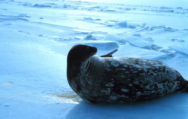 Weddell Seal (Leptonychotes weddellii) {!--웨델해물범-->; DISPLAY FULL IMAGE.