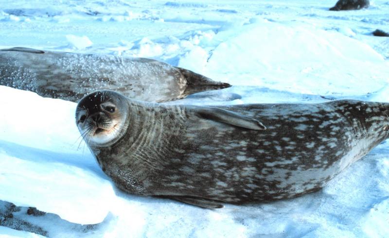 Weddell Seal (Leptonychotes weddellii) {!--웨델해물범-->; DISPLAY FULL IMAGE.