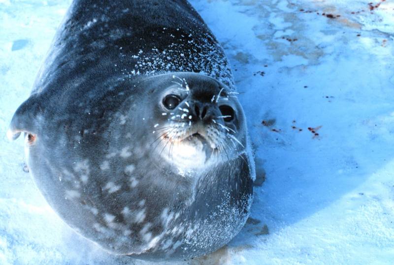 Weddell Seal (Leptonychotes weddellii) {!--웨델해물범-->; DISPLAY FULL IMAGE.