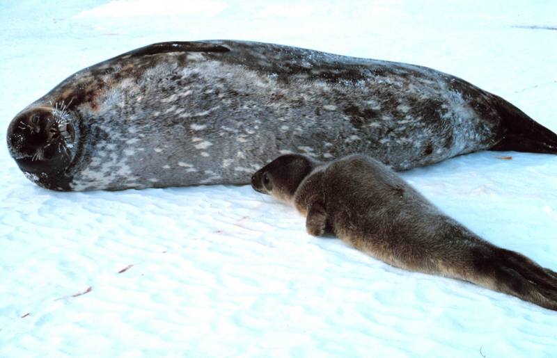 Weddell Seal with pup (Leptonychotes weddellii) {!--웨델해물범-->; DISPLAY FULL IMAGE.