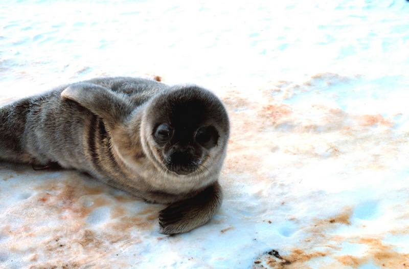 Weddell Seal pup (Leptonychotes weddellii) {!--웨델해물범-->; DISPLAY FULL IMAGE.