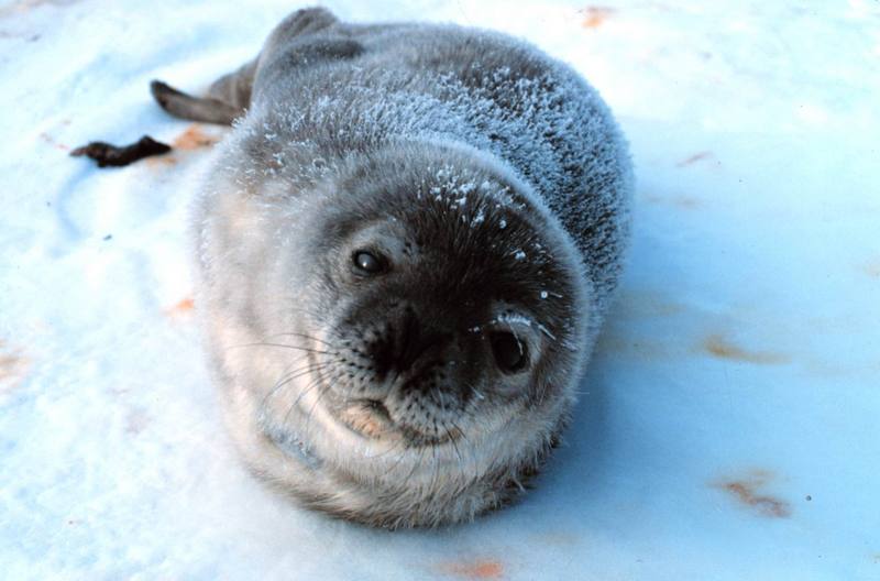 Weddell Seal pup (Leptonychotes weddellii) {!--웨델해물범-->; DISPLAY FULL IMAGE.