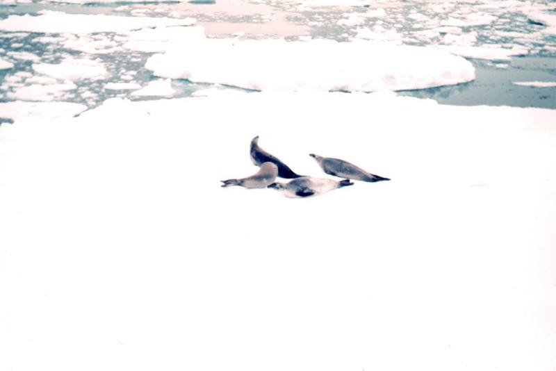Weddell Seal group (Leptonychotes weddellii) {!--웨델해물범-->; DISPLAY FULL IMAGE.