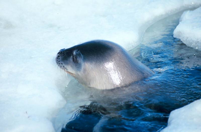 Weddell Seal (Leptonychotes weddellii) {!--웨델해물범-->; DISPLAY FULL IMAGE.