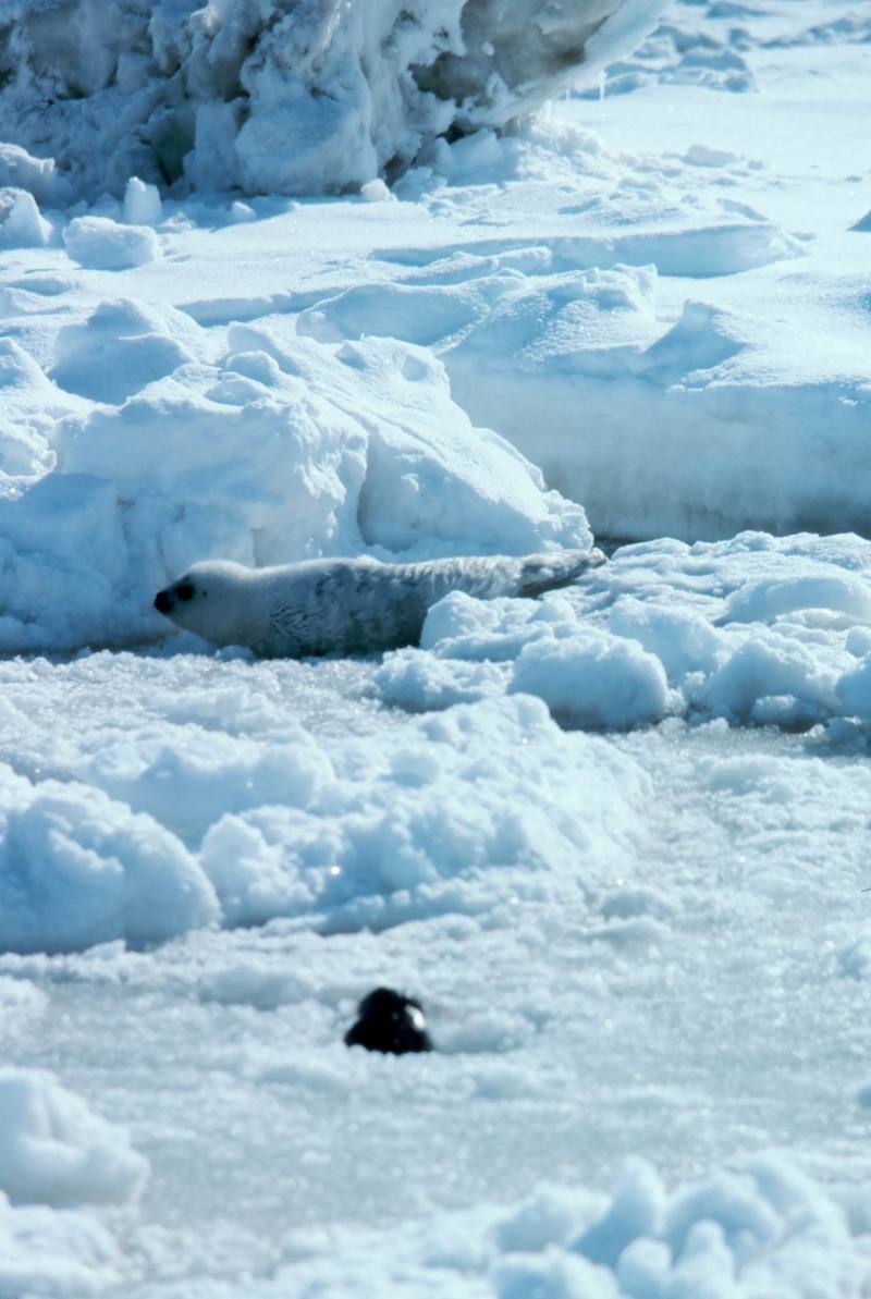 Spotted Seal pup (Phoca largha) {!--물범-->; DISPLAY FULL IMAGE.