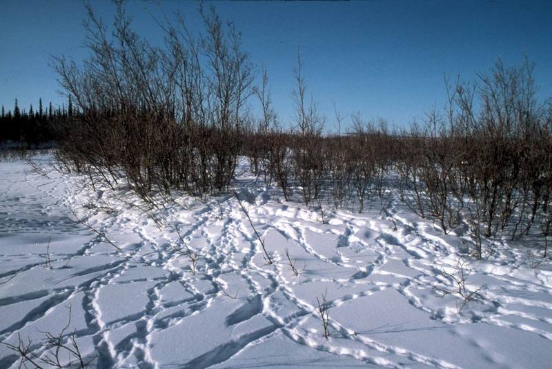 Ptarmigan track (Lagopus muta) {!--뇌조(雷鳥) 발자취-->; DISPLAY FULL IMAGE.