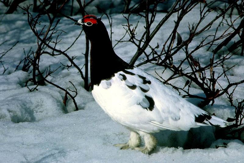 Rock Ptarmigan (Lagopus mutus) {!--바위뇌조(--雷鳥)-->; DISPLAY FULL IMAGE.