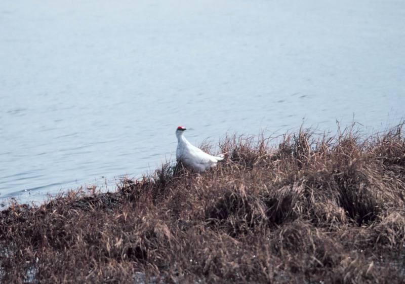 Willow Ptarmigan (Lagopus lagopus) {!--사할린뇌조(---雷鳥),늪뇌조-->; DISPLAY FULL IMAGE.