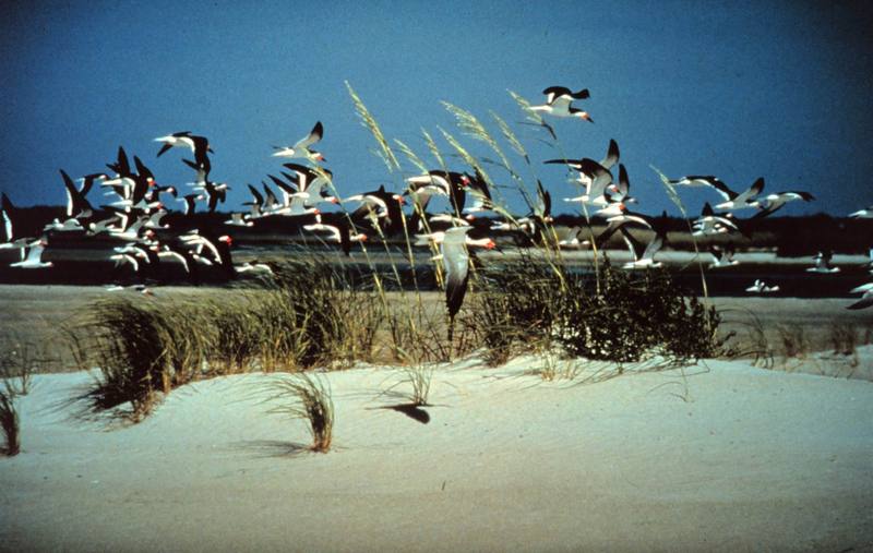 Black Skimmer flock (Rynchops niger) {!--검은집게제비갈매기-->; DISPLAY FULL IMAGE.