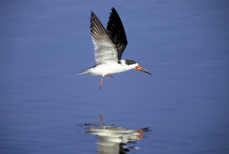 Black Skimmer in flight (Rynchops niger) {!--검은집게제비갈매기-->; DISPLAY FULL IMAGE.