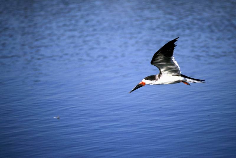 Black Skimmer in flight (Rynchops niger) {!--검은집게제비갈매기-->; DISPLAY FULL IMAGE.