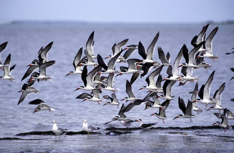 Black Skimmer flock in flight (Rynchops niger) {!--검은집게제비갈매기-->; DISPLAY FULL IMAGE.