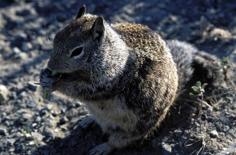 Ground Squirrel (Spermophilus sp.) {!--북아메리카땅다람쥐류-->; DISPLAY FULL IMAGE.