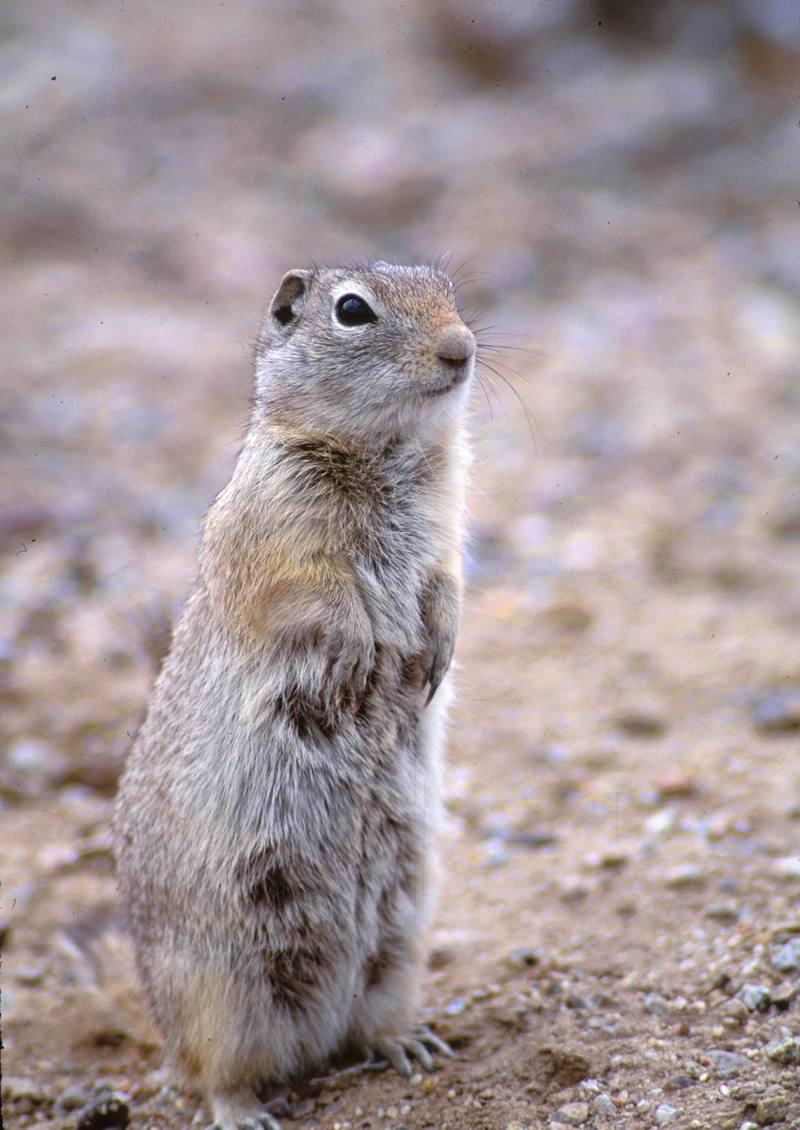 Wyoming Ground Squirrel (Spermophilus elegans) {!--와이오밍땅다람쥐-->; DISPLAY FULL IMAGE.