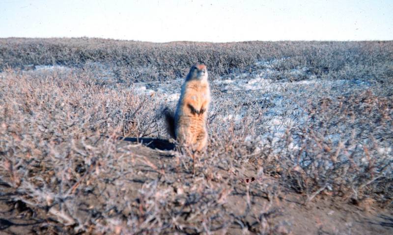 Arctic Ground Squirrel (Spermophilus parryii) {!--북극땅다람쥐-->; DISPLAY FULL IMAGE.