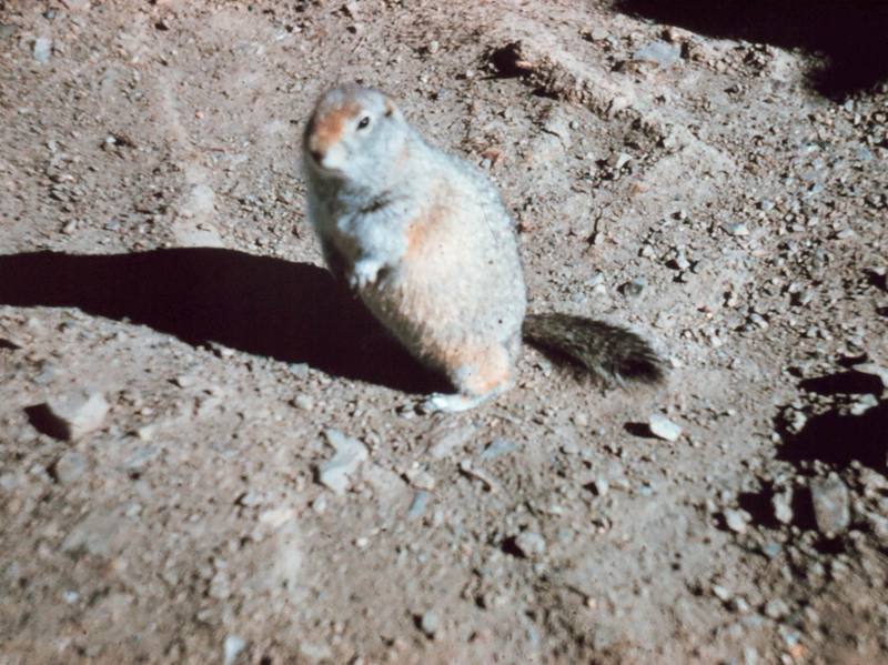Ground Squirrel (Spermophilus sp.) {!--북아메리카땅다람쥐류-->; DISPLAY FULL IMAGE.