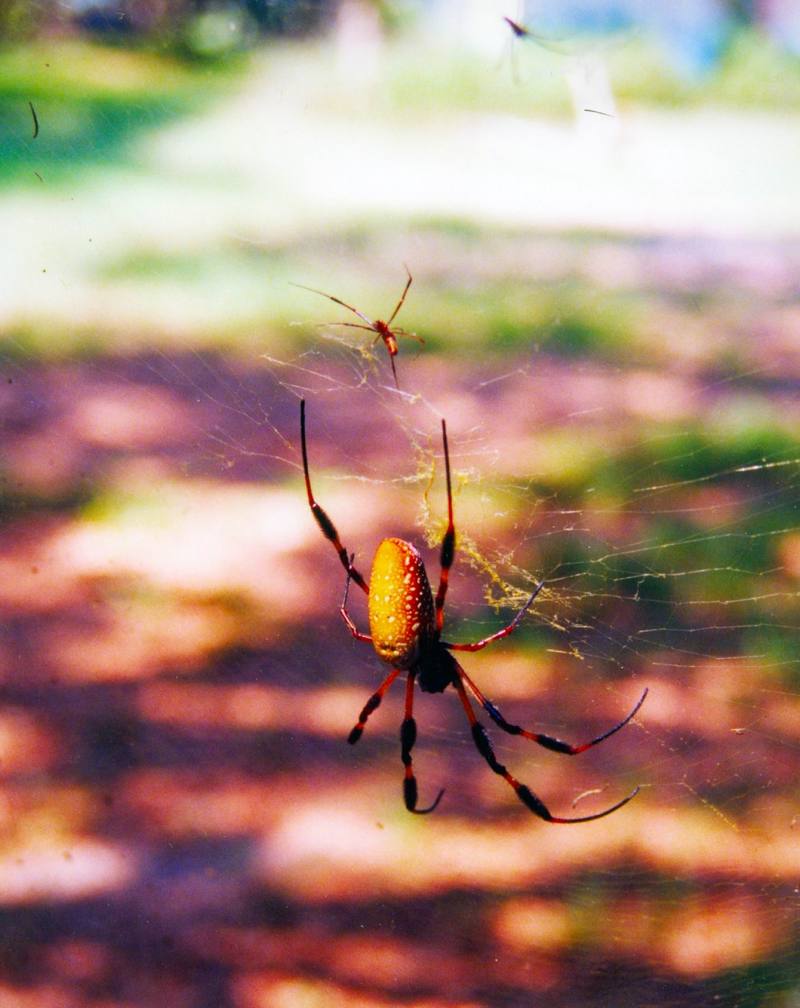 Golden Silk Spider (Nephila clavipes) {!--아메리카무당거미-->; DISPLAY FULL IMAGE.