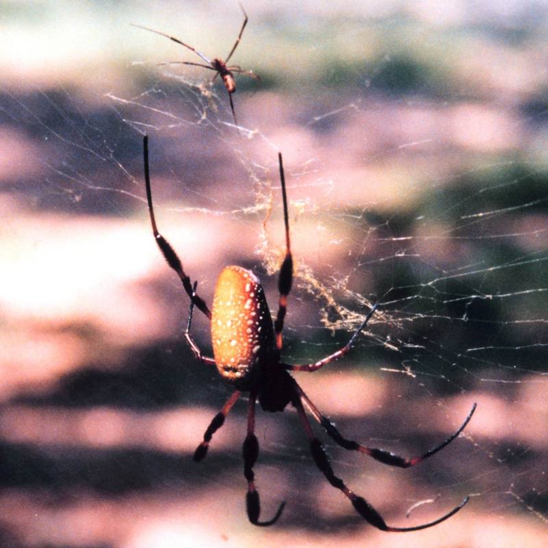 Golden Silk Spider (Nephila clavipes) {!--아메리카무당거미-->; DISPLAY FULL IMAGE.