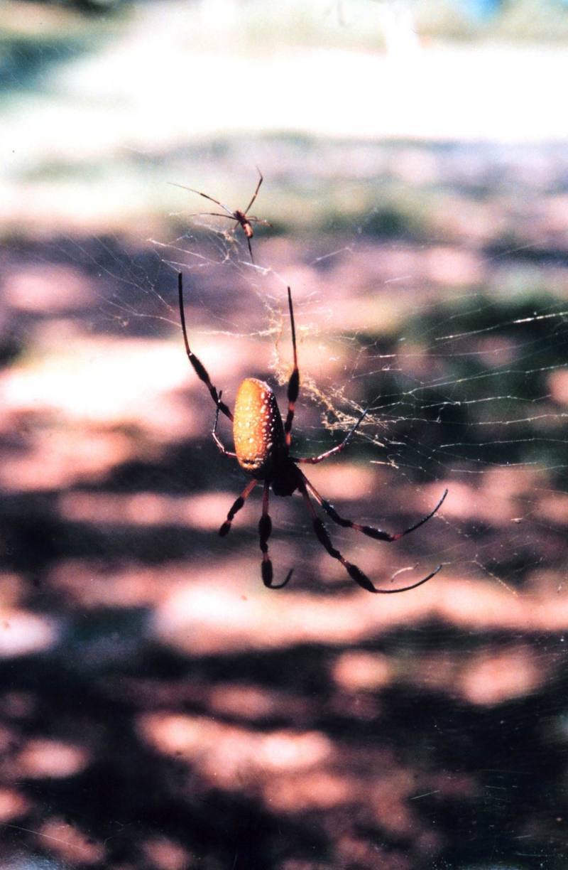 Golden Silk Spider (Nephila clavipes) {!--아메리카무당거미-->; DISPLAY FULL IMAGE.