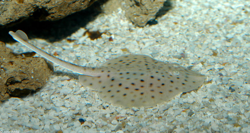 Little Skate (Raja erinacea); DISPLAY FULL IMAGE.