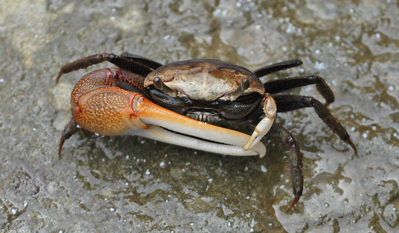 Fiddler Crab (Uca pugnax); DISPLAY FULL IMAGE.