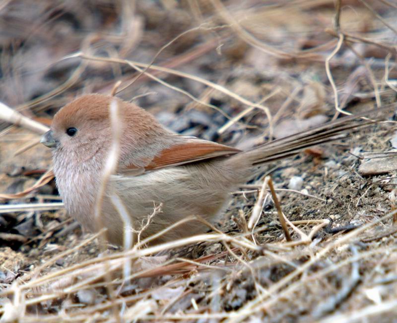 Vinous-throated Parrotbill (Paradoxornis webbianus) {!--붉은머리오목눈이-->; DISPLAY FULL IMAGE.