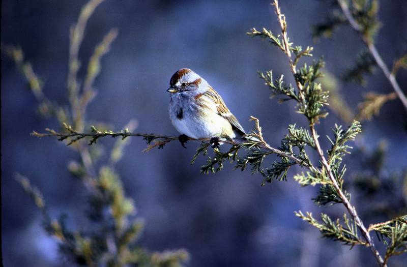 American Tree Sparrow (Spizella arborea) {!--북아메리카멧참새-->; DISPLAY FULL IMAGE.