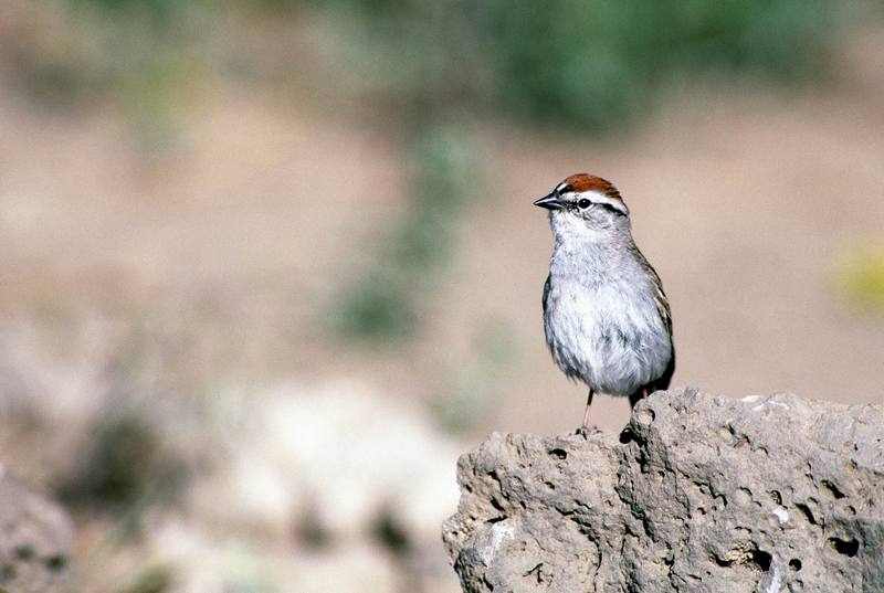 Chipping Sparrow (Spizella passerina) {!--수다쟁이멧참새-->; DISPLAY FULL IMAGE.