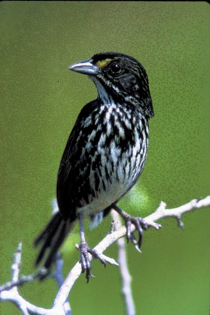 Dusky Seaside Sparrow (Ammodramus maritimus nigrescens) {!--검정바다멧참새(바다멧참새 아종)-->; DISPLAY FULL IMAGE.