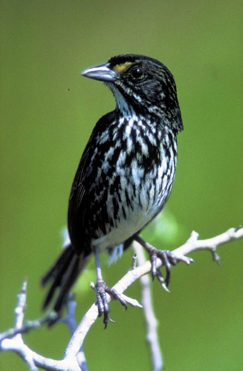 (Another version) Dusky Seaside Sparrow (Ammodramus maritimus nigrescens) {!--검정바다멧참새(바다멧참새 아종)-->; DISPLAY FULL IMAGE.