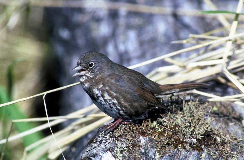 Fox Sparrow (Passerella iliaca) {!--큰멧참새-->; DISPLAY FULL IMAGE.