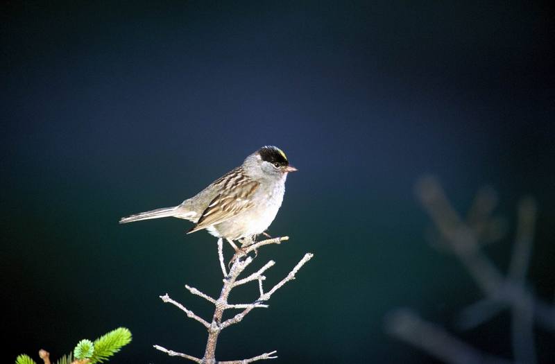 Golden-crowned Sparrow (Zonotrichia atricapilla) {!--금관멧참새-->; DISPLAY FULL IMAGE.