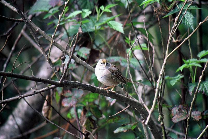 Golden-crowned Sparrow (Zonotrichia atricapilla) {!--금관멧참새-->; DISPLAY FULL IMAGE.