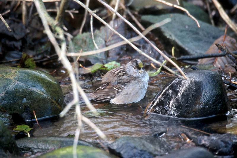 Golden-crowned Sparrow (Zonotrichia atricapilla) {!--금관멧참새-->; DISPLAY FULL IMAGE.