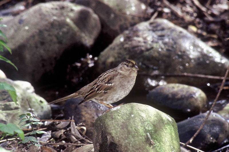 Golden-crowned Sparrow (Zonotrichia atricapilla) {!--금관멧참새-->; DISPLAY FULL IMAGE.