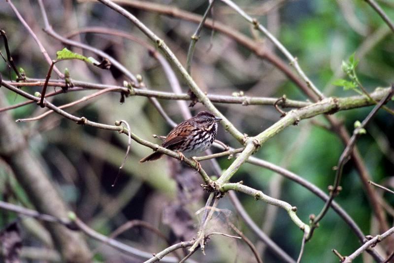 Song Sparrow (Melospiza melodia) {!--노래멧참새-->; DISPLAY FULL IMAGE.