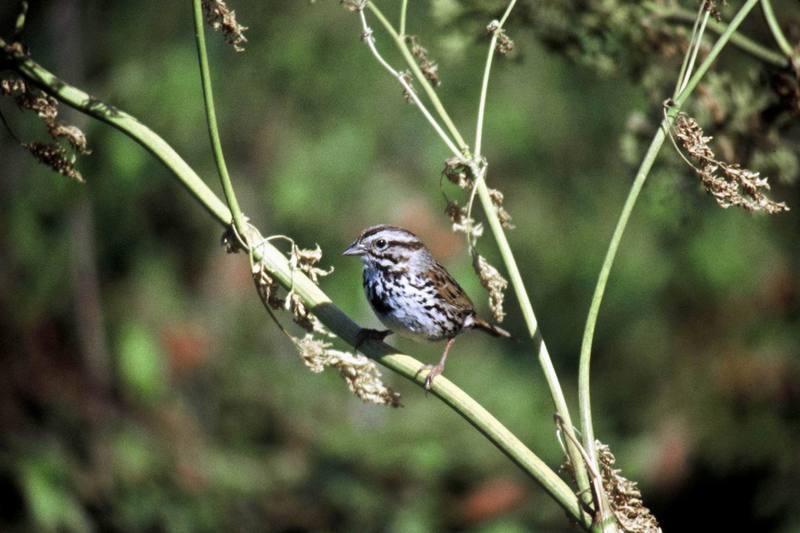 Song Sparrow (Melospiza melodia) {!--노래멧참새-->; DISPLAY FULL IMAGE.