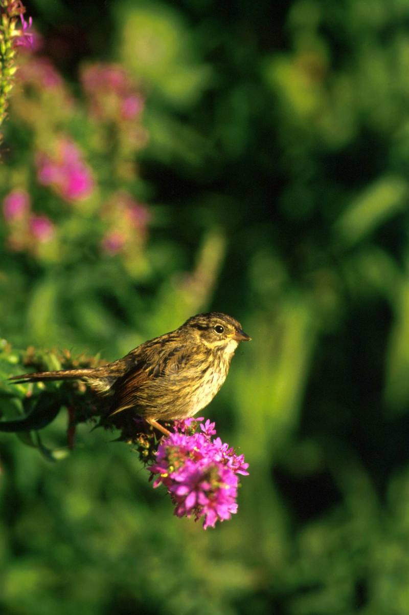 Swamp Sparrow (Melospiza georgiana) {!--조지아멧참새-->; DISPLAY FULL IMAGE.
