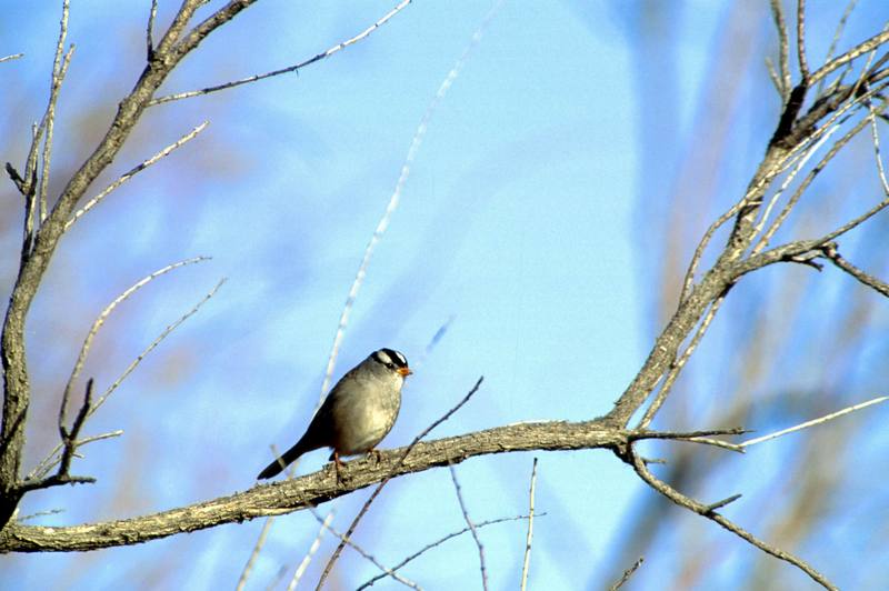 White-crowned Sparrow (Zonotrichia leucophrys) {!--흰관멧참새-->; DISPLAY FULL IMAGE.