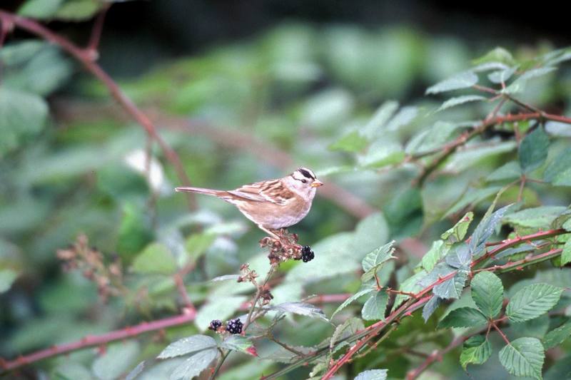 White-crowned Sparrow (Zonotrichia leucophrys) {!--흰관멧참새-->; DISPLAY FULL IMAGE.