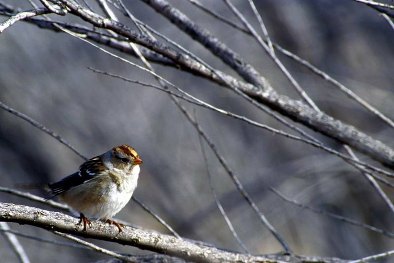 White-crowned Sparrow (Zonotrichia leucophrys) {!--흰관멧참새-->; DISPLAY FULL IMAGE.