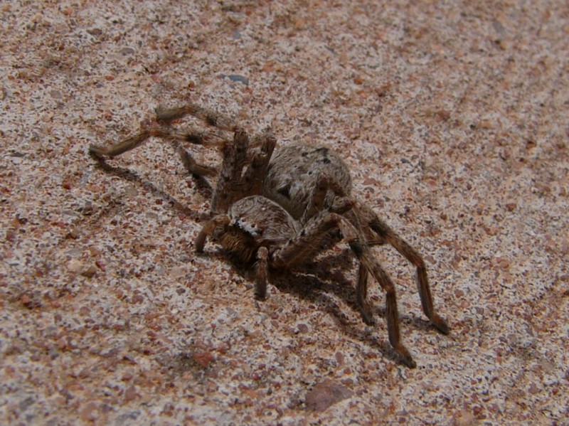 Spider 2; DISPLAY FULL IMAGE.
