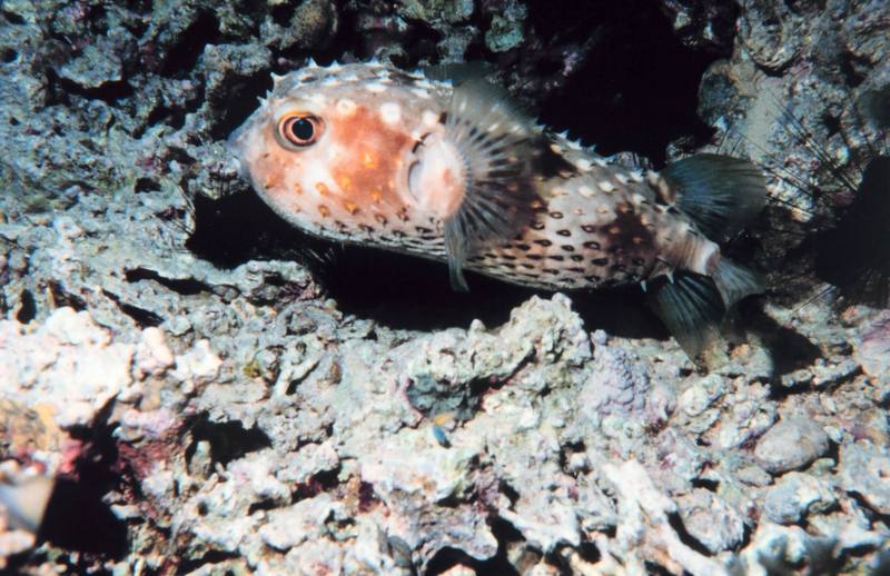 Spiny Puffer (Diodon holocanthus) {!--가시복-->; DISPLAY FULL IMAGE.