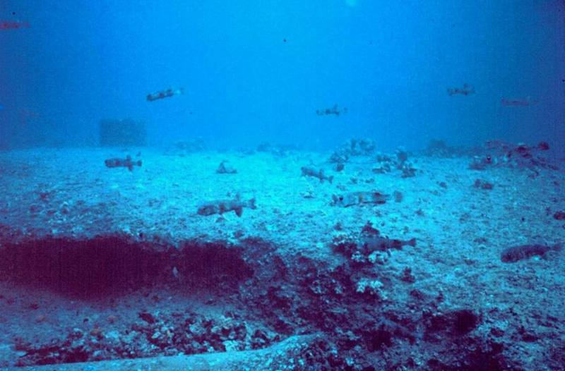 Spot-fin Porcupinefish school (Diodon hystrix) {!--쥐복-->; DISPLAY FULL IMAGE.