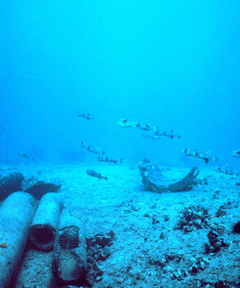 Spot-fin Porcupinefish school (Diodon hystrix) {!--쥐복-->; DISPLAY FULL IMAGE.