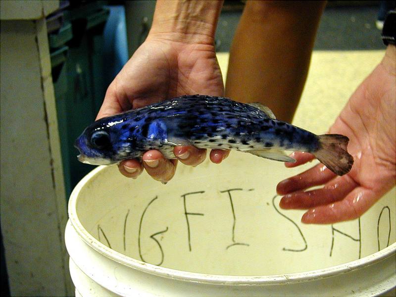 Pelagic Puffer (Tetraodontidae) {!--복어과-->; DISPLAY FULL IMAGE.